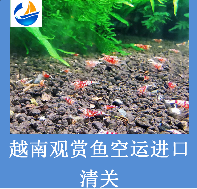 越南观赏鱼进口清关.png