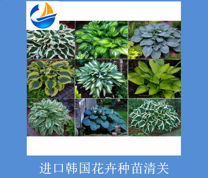 进口韩国花卉种苗清关.png