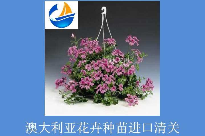 澳大利亚花卉进口清关.png