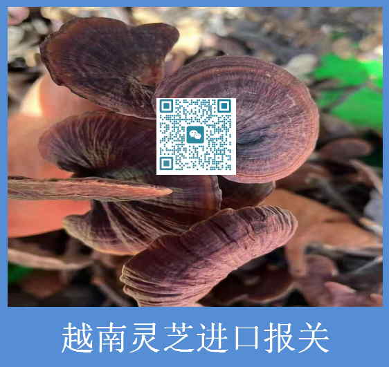 越南灵芝进口报关.jpg