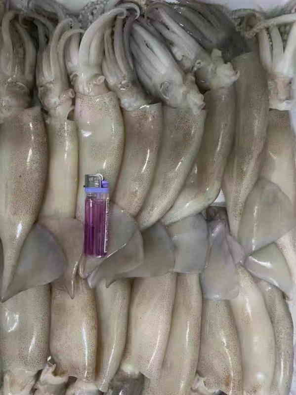 冷冻鱿鱼进口清关.jpg